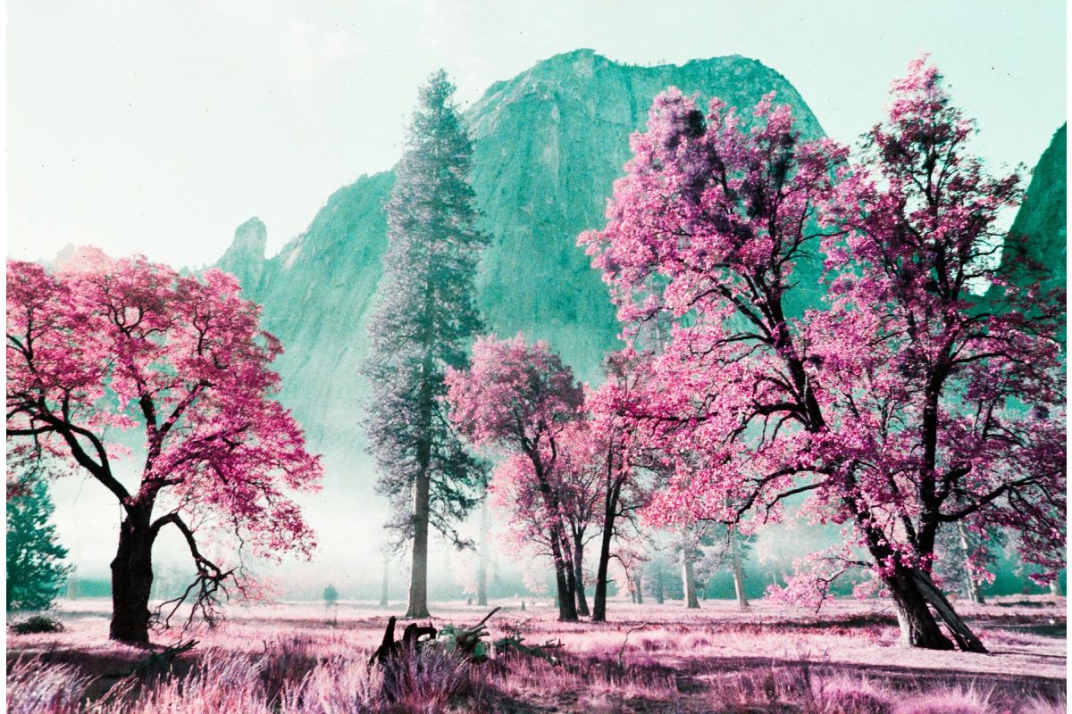 Lomography LomoChrome Purple Pétillant 35mm ISO 100–400