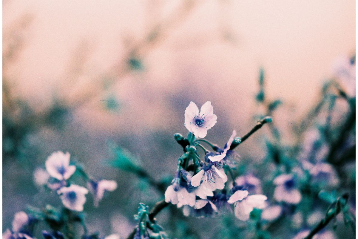 Lomography LomoChrome Turquoise 35mm ISO 100–400