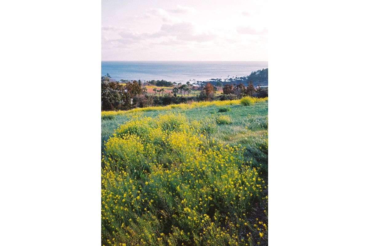 Lomography Color Negative 35mm ISO 400 – Pack of 3